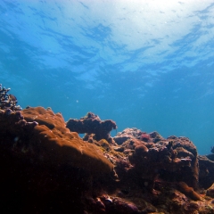 Arrecifes de coral en la Isla de Palaui
