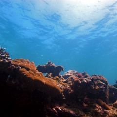 Die Korallenriffe der Insel Palaui