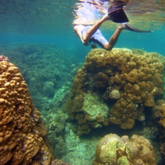 Snorkeling among massive coral heads in Ulugan Bay