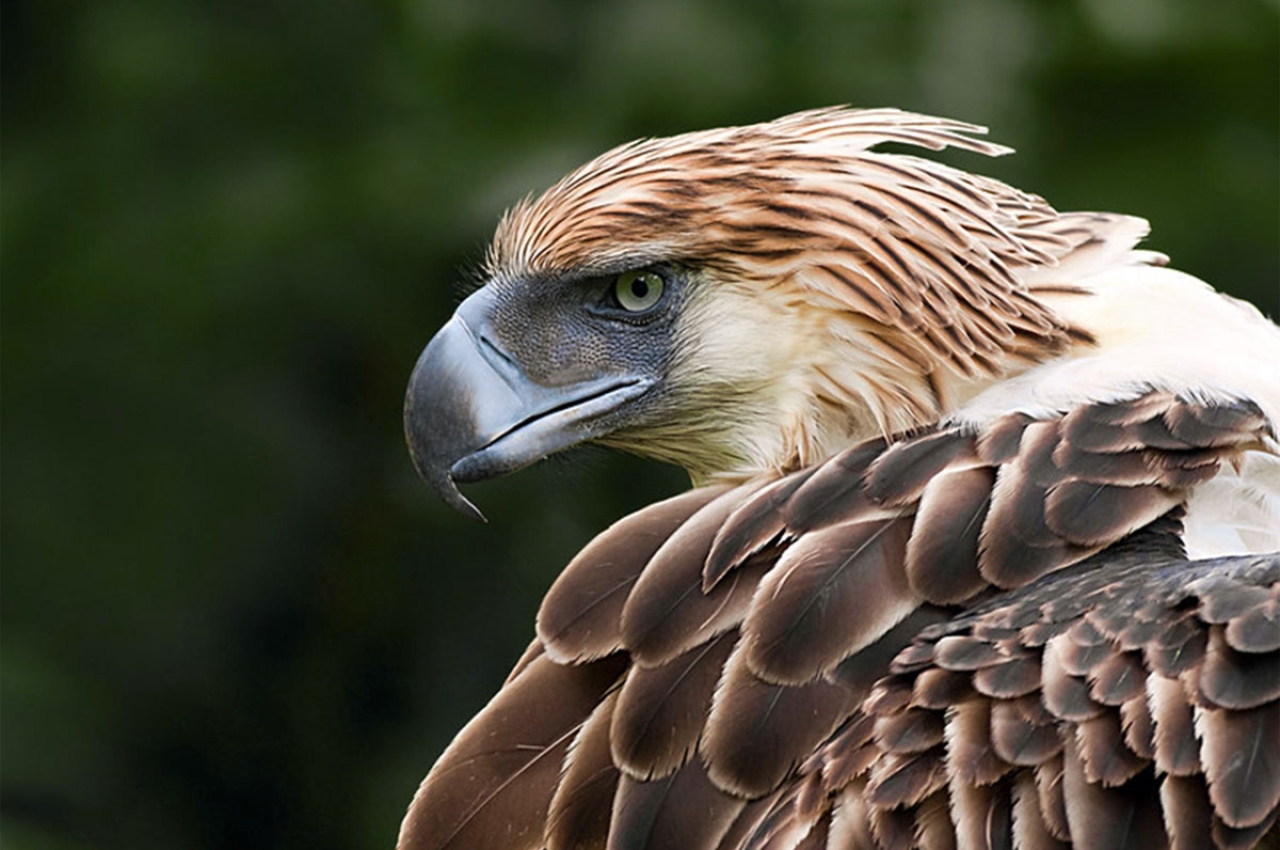 Four of the top Filipino birds you must see