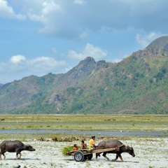 Aetas halage bambou sur une charrette tirée par un buffle d'eau