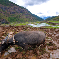 Un agricultor trabaja en las terrazas de arroz en Sagada, Región de la Cordillera