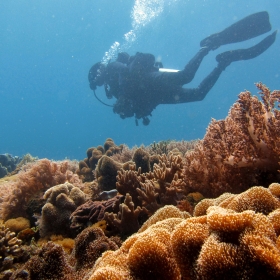 Curso de Buceo NAUI