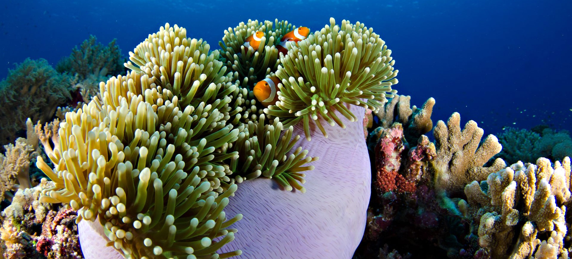 tubbataha diving trip