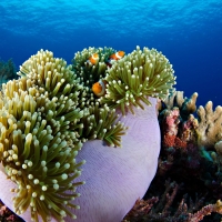 Vida a Bordo en Tubbataha: El mejor viaje de buceo en Filipinas