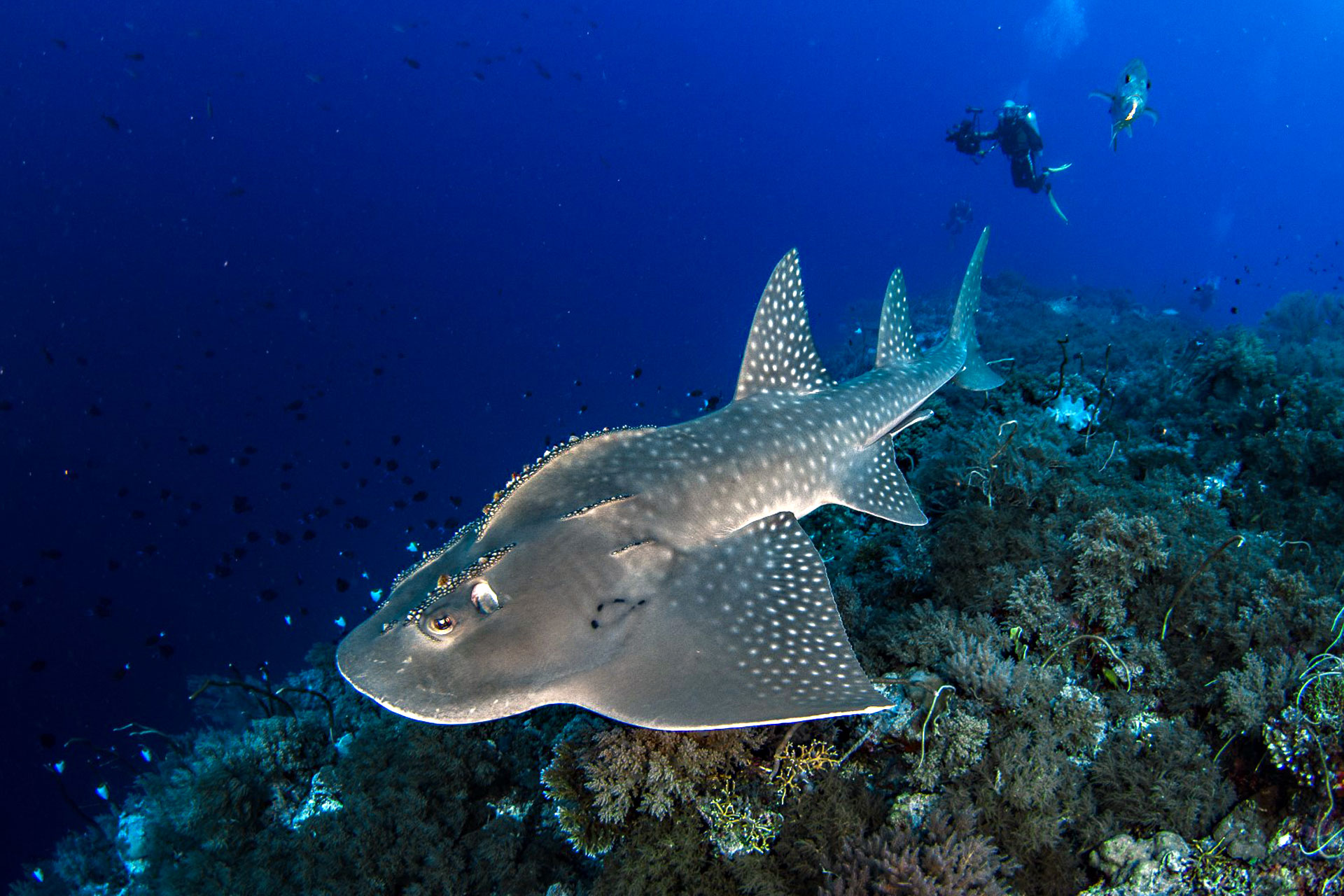 tubbataha diving trip