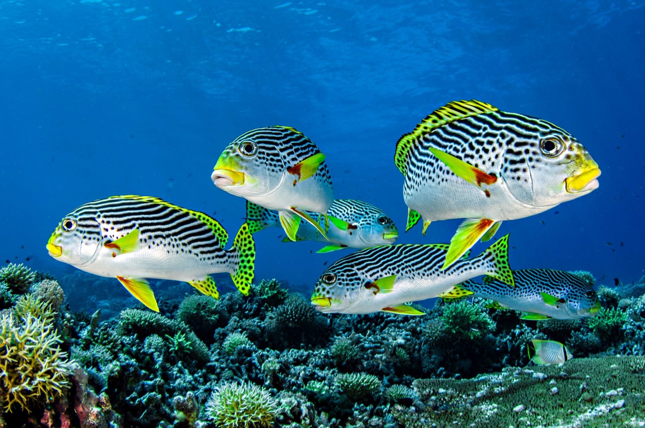 Discover the Heart of the Coral Triangle: Tubbataha Reefs National Park