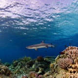 Shark Airport and Washing Machine (3 day dives + 1 night dive)