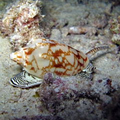 Sea snail