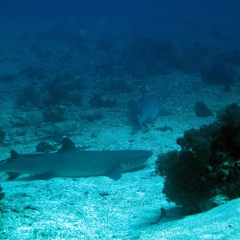 Requins de récif et leur seiches ami