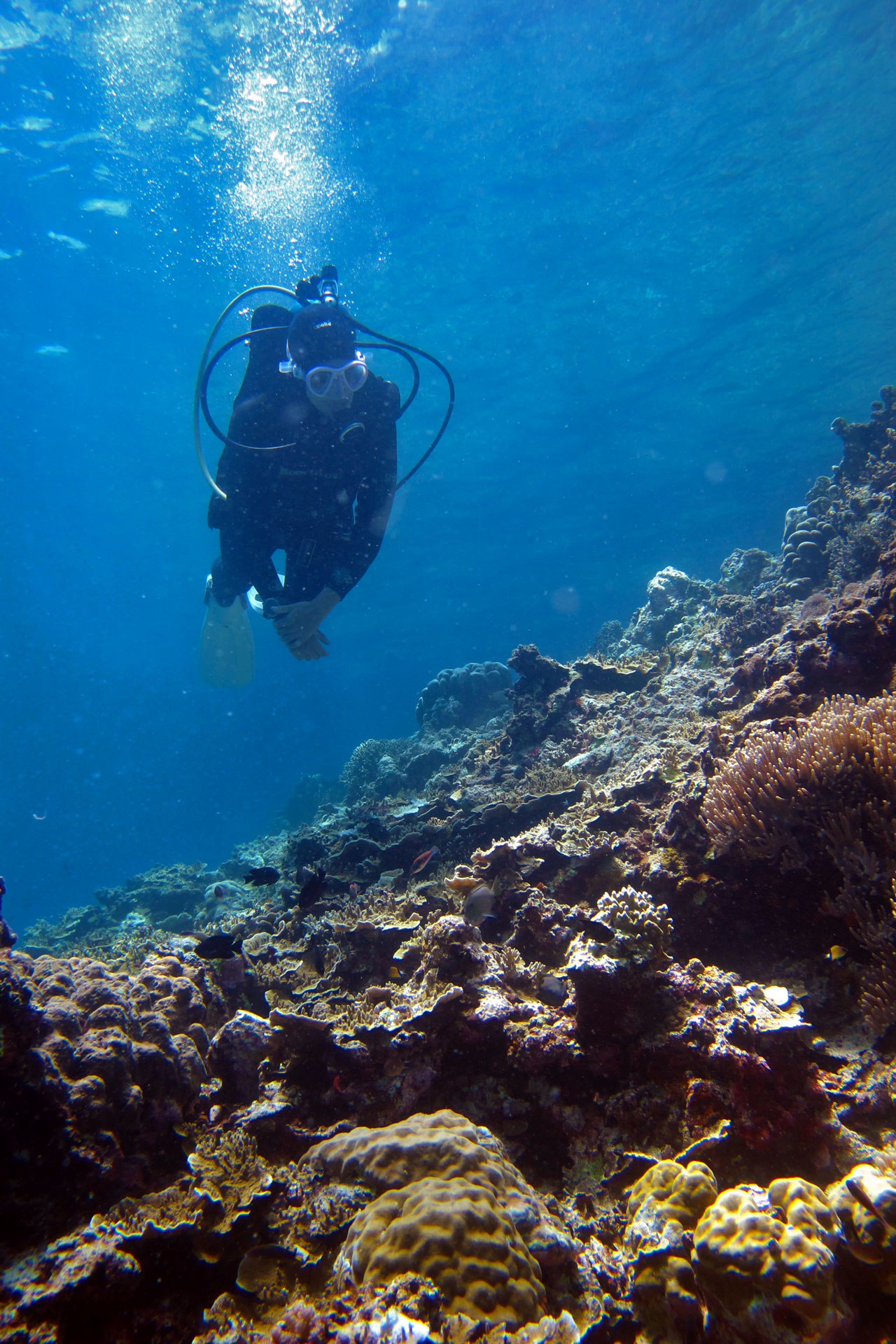 dive safari philippines