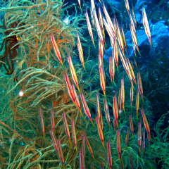School of razor fish