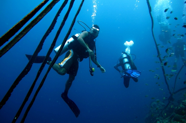 Divers in Moalboal