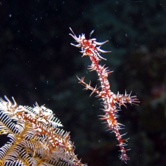 Ghost pipefish