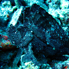 Leaf scorpionfish