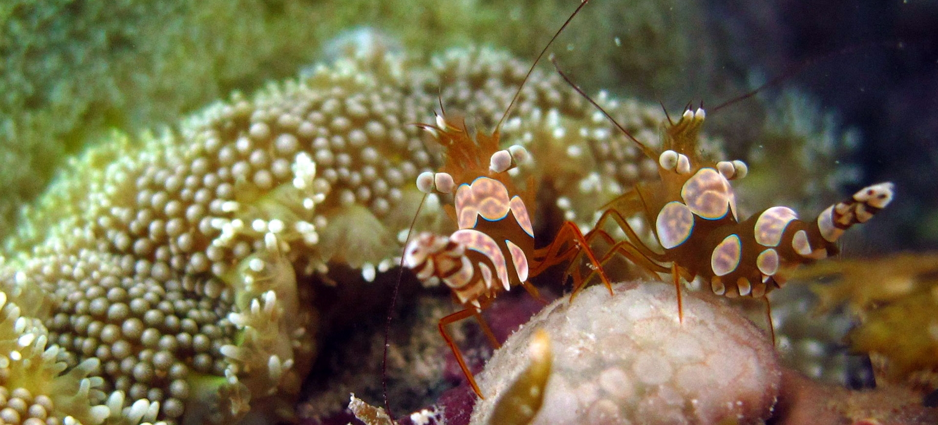 Safari de buceo en Visayas: Cebu, Negros, Bohol