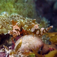 Crevettes de anémone