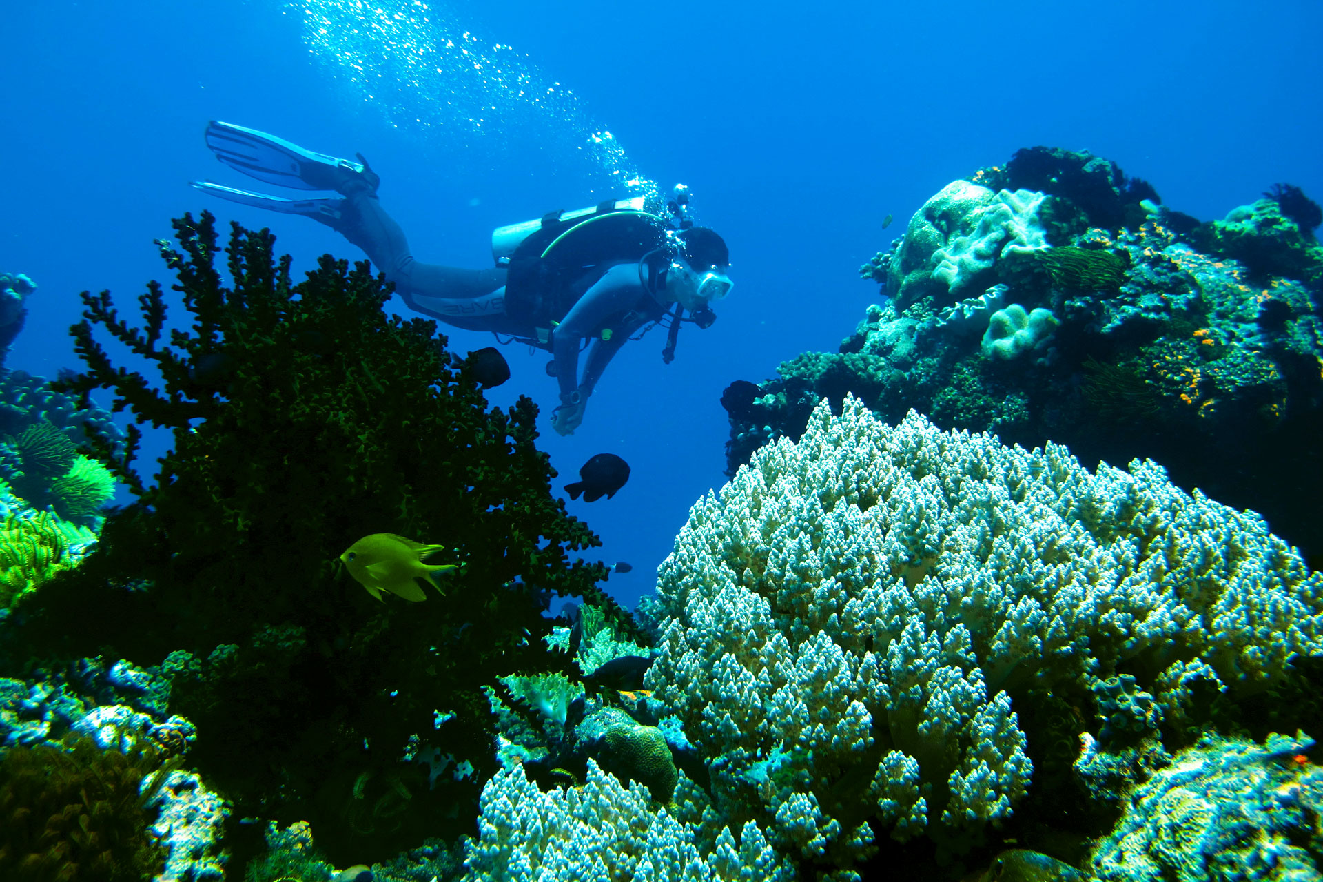 Safari de Plongée en Visayas