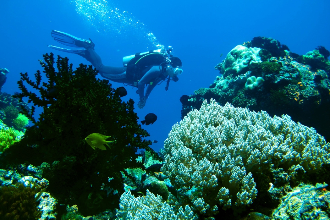 Plongeur en Île Apo