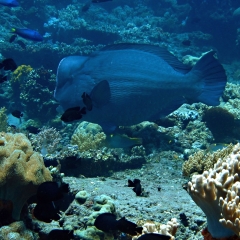 Hump head parrot fish
