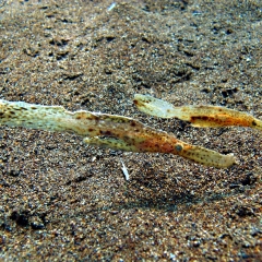 Pez pipa fantasma robusto